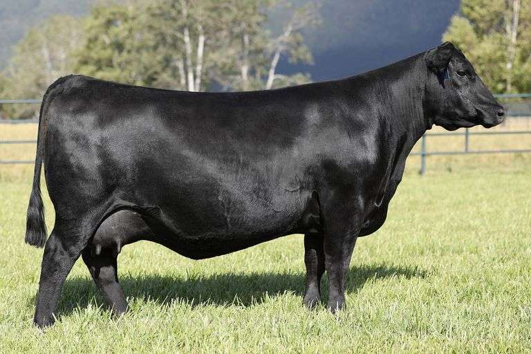 Montana Rita 9093