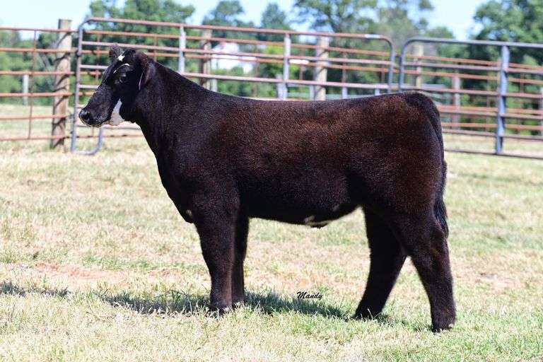 C. Lyle Steer