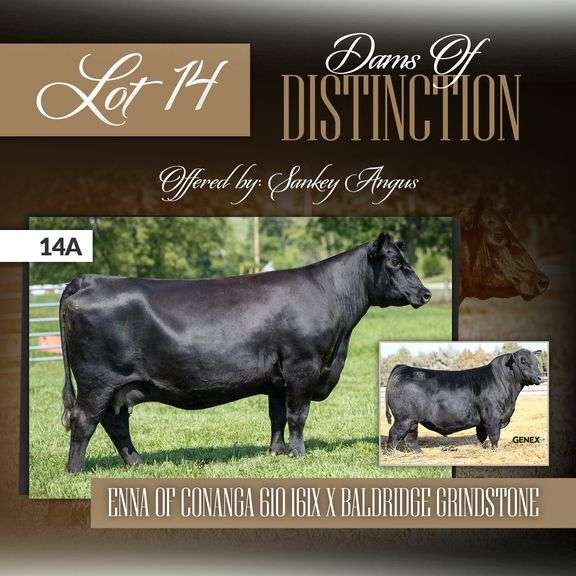Enna of Conanga 610 161X x Baldridge Grindstone
