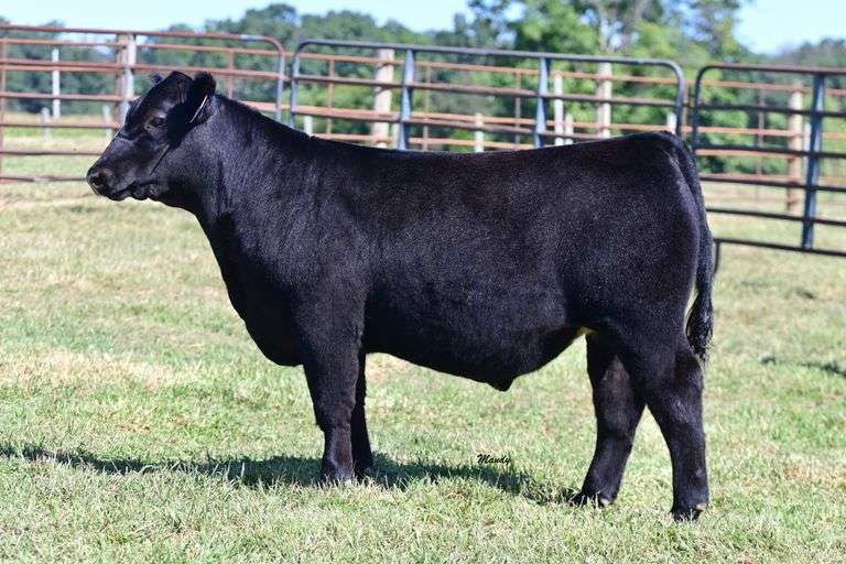 Begoon Farm Steer