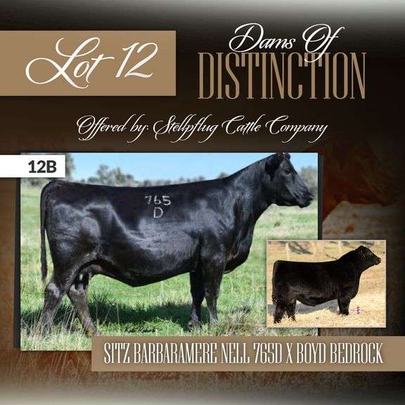 SITZ Barbaramere Nell 765D x Boyd Bedrock