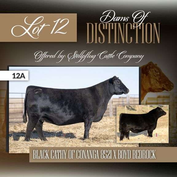 Black Cathy of Conanga 8521 x Boyd Bedrock