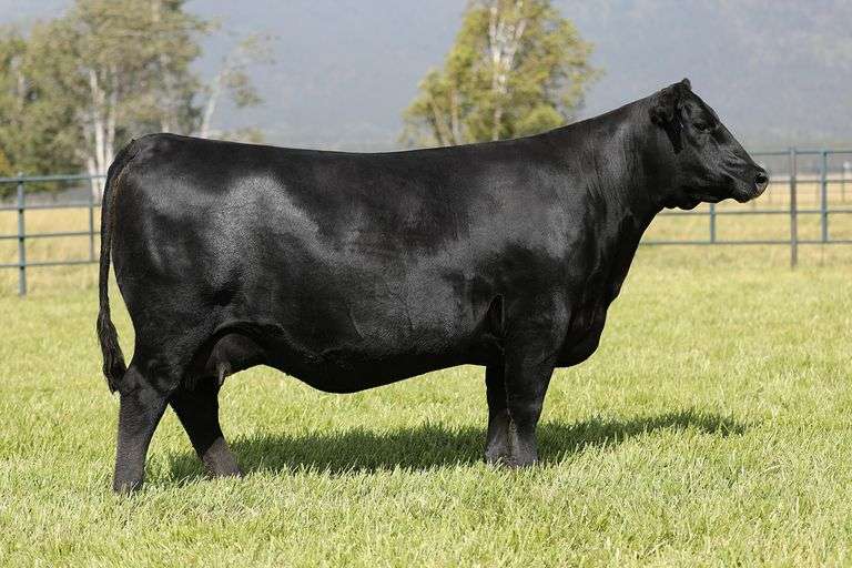 Rita 9052 x Grant 200K Embryos