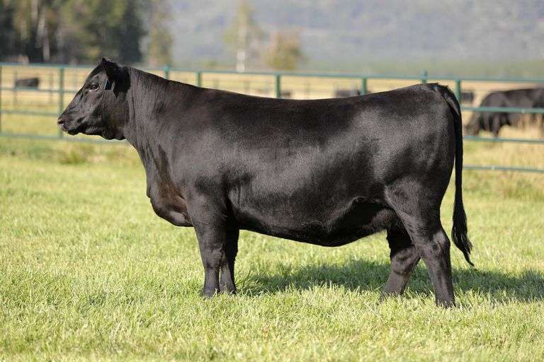 Montana Joanie 4037