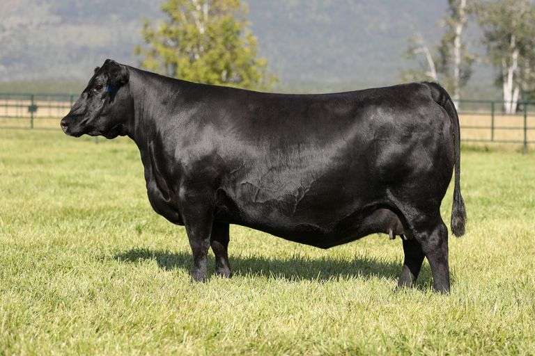 Emblynette 2100 x Grant 200K Embryos
