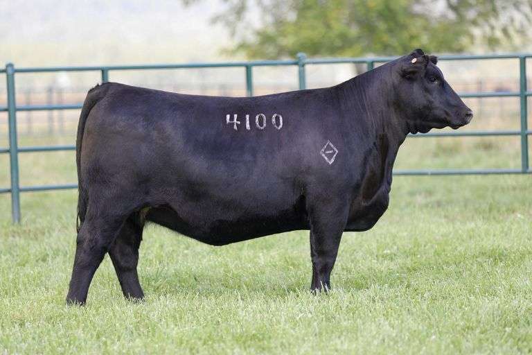 Montana Emblynette 4100
