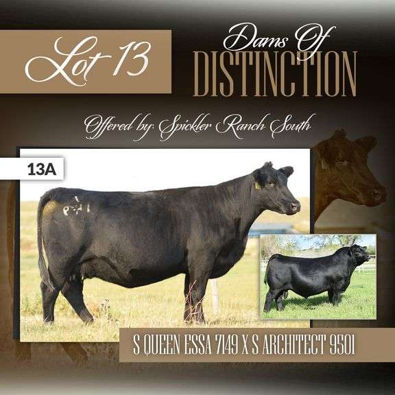 S Queen Essa 7149 x S Architect 9501