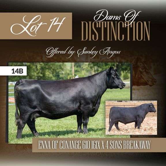 Enna of Conanga 610 161X x 4 Sons Breakaway