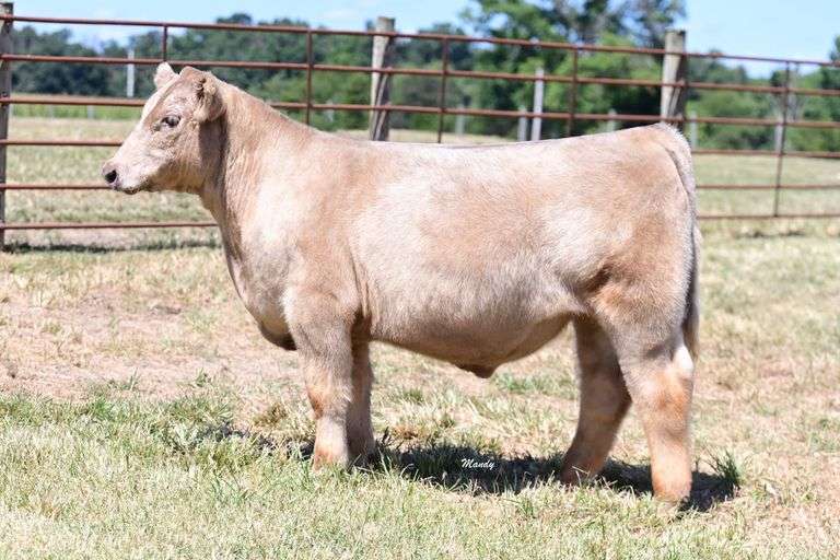 Cedar Springs Farm Steer