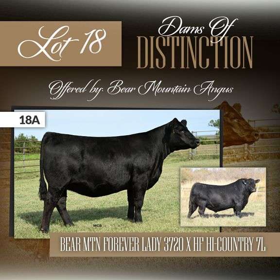 Bear Mtn Forever Lady 3720 x HF Hi-Country 7L