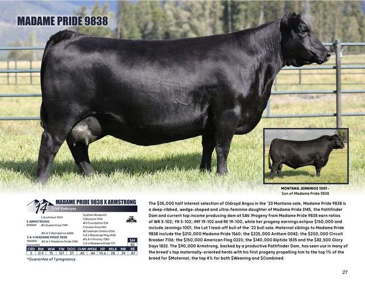 MADAME PRIDE 9838 x ARMSTRONG