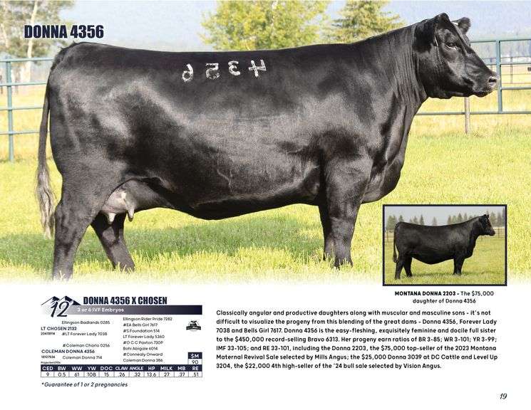 DONNA 4356 x CHOSEN