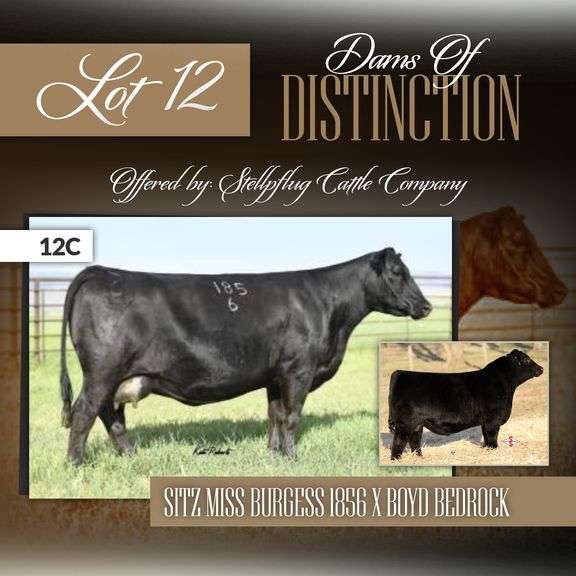 Sitz Miss Burgess 1856 x Boyd Bedrock