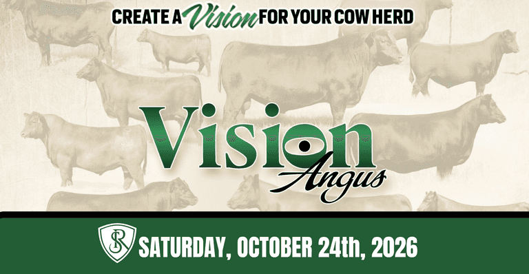 Vision Angus Female Sale