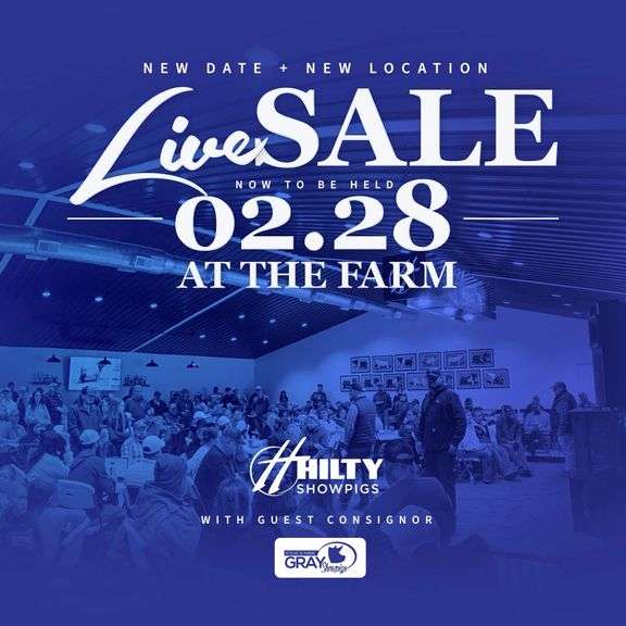 Hilty Showpigs First Class Pig Sale