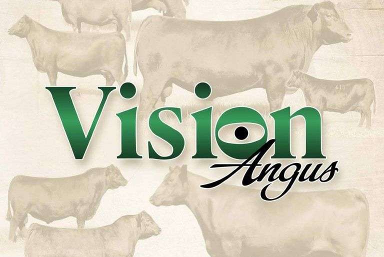 Vision Angus Female Sale
