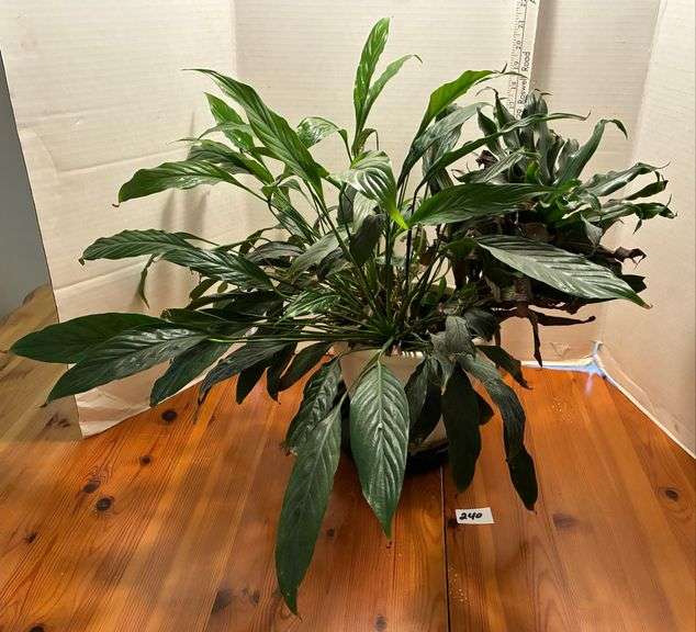 Potted Plants (Located Kitchen)