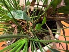 Potted Plants (Located Kitchen)
