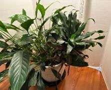 Potted Plants (Located Kitchen)
