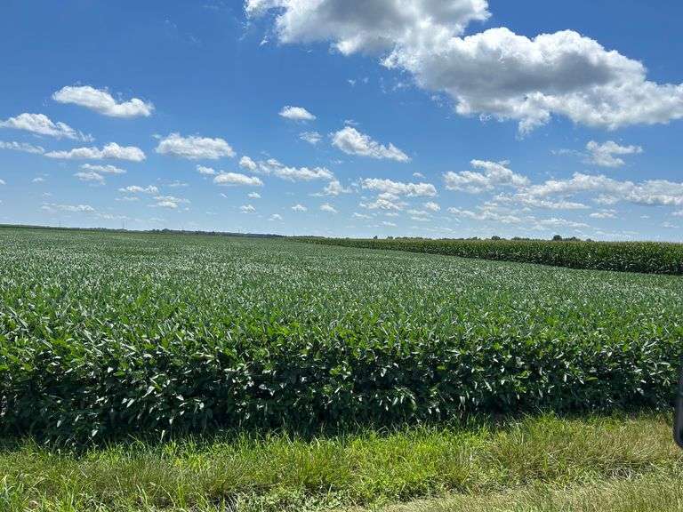 30 + or – Acre Prime Effingham County Land