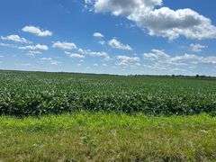 30 + or – Acre Prime Effingham County Land