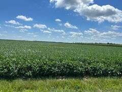 30 + or – Acre Prime Effingham County Land