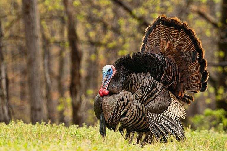 2026 Missouri Spring Turkey Hunt donated by Hawk Outfitters