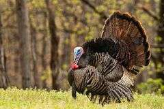 2026 Missouri Spring Turkey Hunt donated by Hawk Outfitters