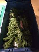 Christmas tree in totes