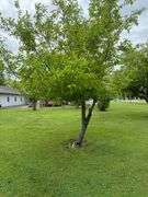 Tract 1• 1280 Sq. Ft. 1 owner home 1 story, 2 bedroom, 1 full bath & a ¾ bath, kitchen, dining room, living room, brick fireplace w/gas log (can burn real wood), 504 square ft. garage & 1250 Sq. Ft. garage w/heat w/heat & drain,  hardwood floors in part of house, sun room, city of Casey utilities, hot water heat, central air, on demand hot water heater, whole house back up generator on natural gas, .614 Acres (6/10’s of an acre) Located in Sec. 20, Casey Township, Clark County, IL (Tract 1 is a by the tract not by the acre. Home was built in 1965. ANYTIME THERE IS A BID ON ANY TRACT WITH LESS THAN 3 MINUTES LEFT,3 MINUTES WILL BE ADDED!