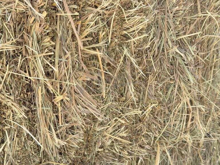 50 small square bales of brome grass hay