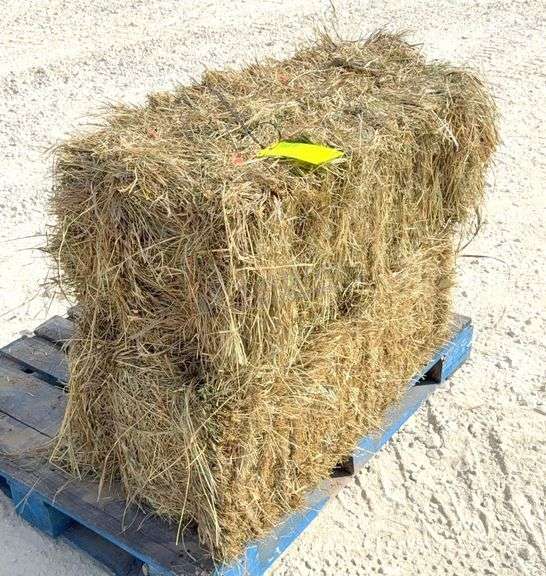 50 small square bales of brome grass hay