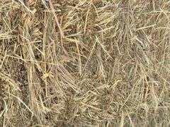 50 small square bales of brome grass hay