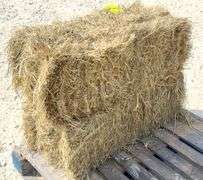 50 small square bales of brome grass hay