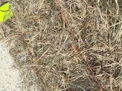 50 small square bales of brome grass hay