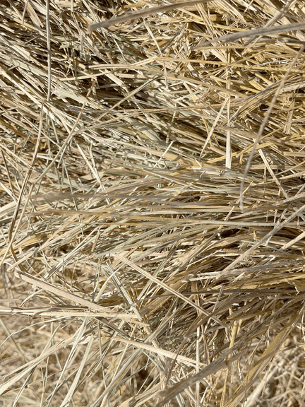 10- 5'x5' bales of fescue/orchard grass net wrapped hay