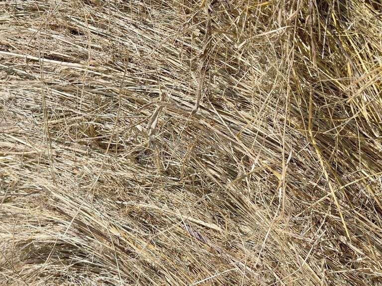 10- 4'x5' bales of grass hay