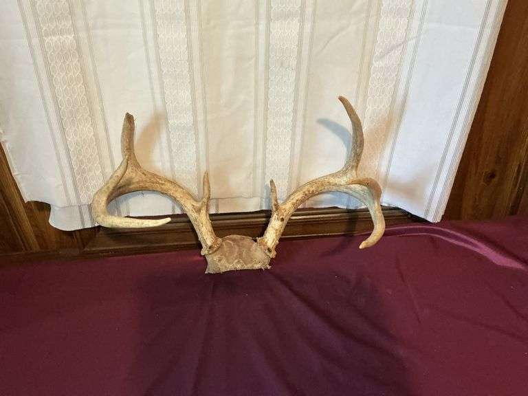 Whitetail deer rack - SCHULTIS & SON, INC.