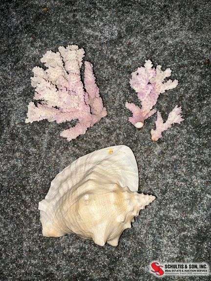 Conch Shell and Coral