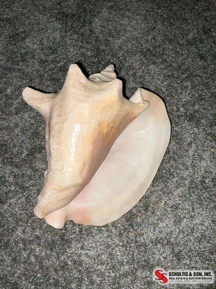 Large Conch Shell