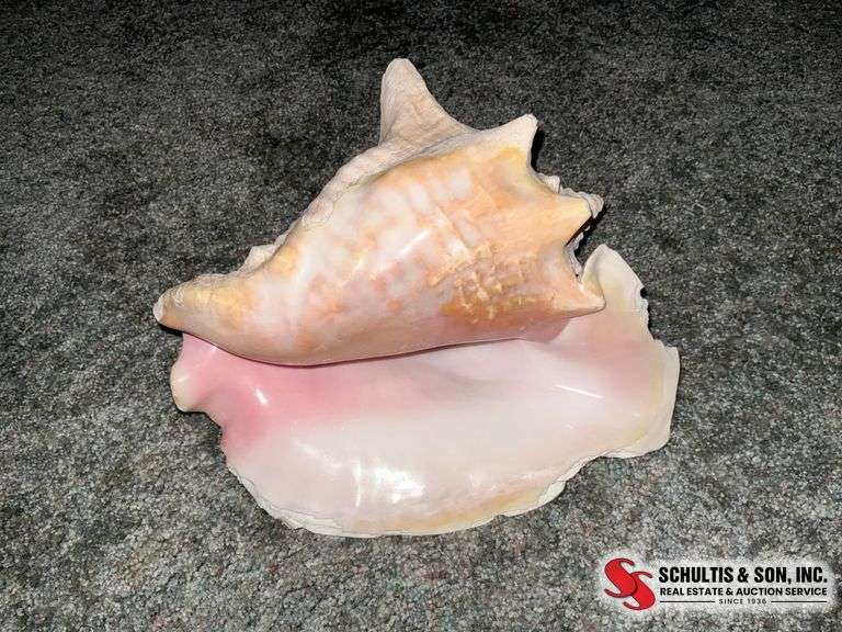 Large Pink Conch Shell