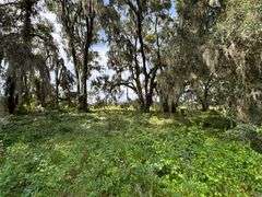 20 Acres of Agricultural land w/ Mobile Home: Levy County, FL