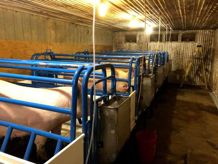 Farrowing Crate Sherwood Auctions