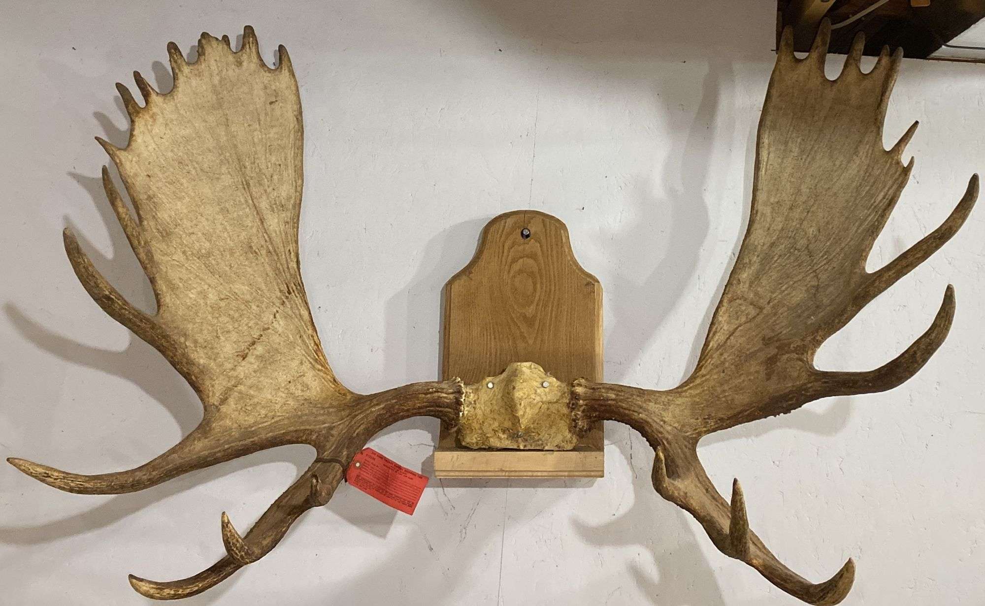 Antler Lot 47 - Antlers/Horns: Axis Deer or Chital (Axis