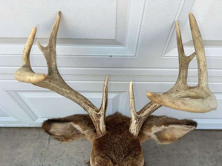 Ten Point Whitetail Deer Shoulder Mount