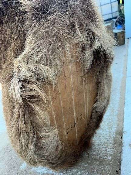 Bull Elk Neck Mount