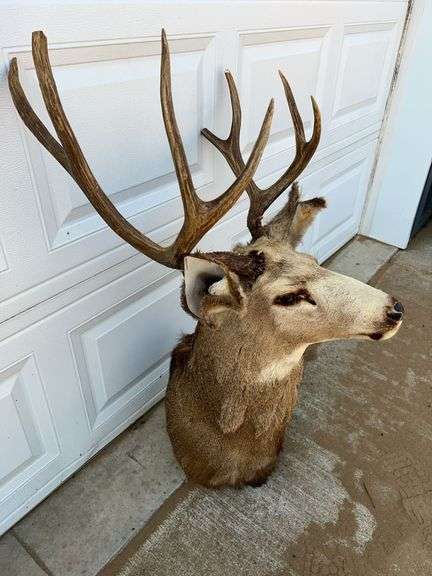 7 Point Mule Deer Shoulder Mount