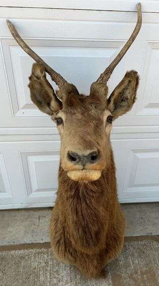 Bull Elk Neck Mount