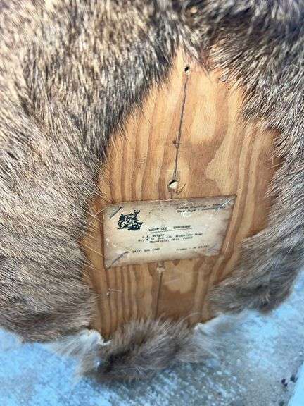 Ten Point Whitetail Deer Shoulder Mount
