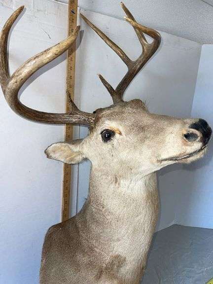 Eight Point Whitetail Buck Shoulder Mount